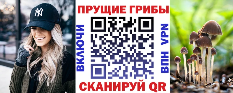 как найти закладки  Циолковский  Псилоцибиновые грибы Magic Shrooms 